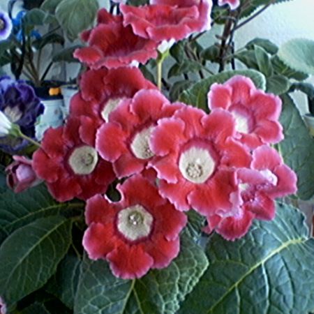 gloxinia